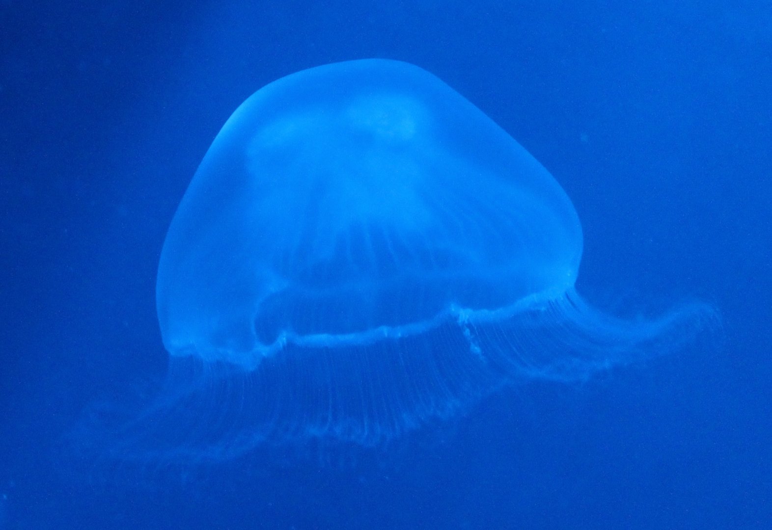 Jellyfish