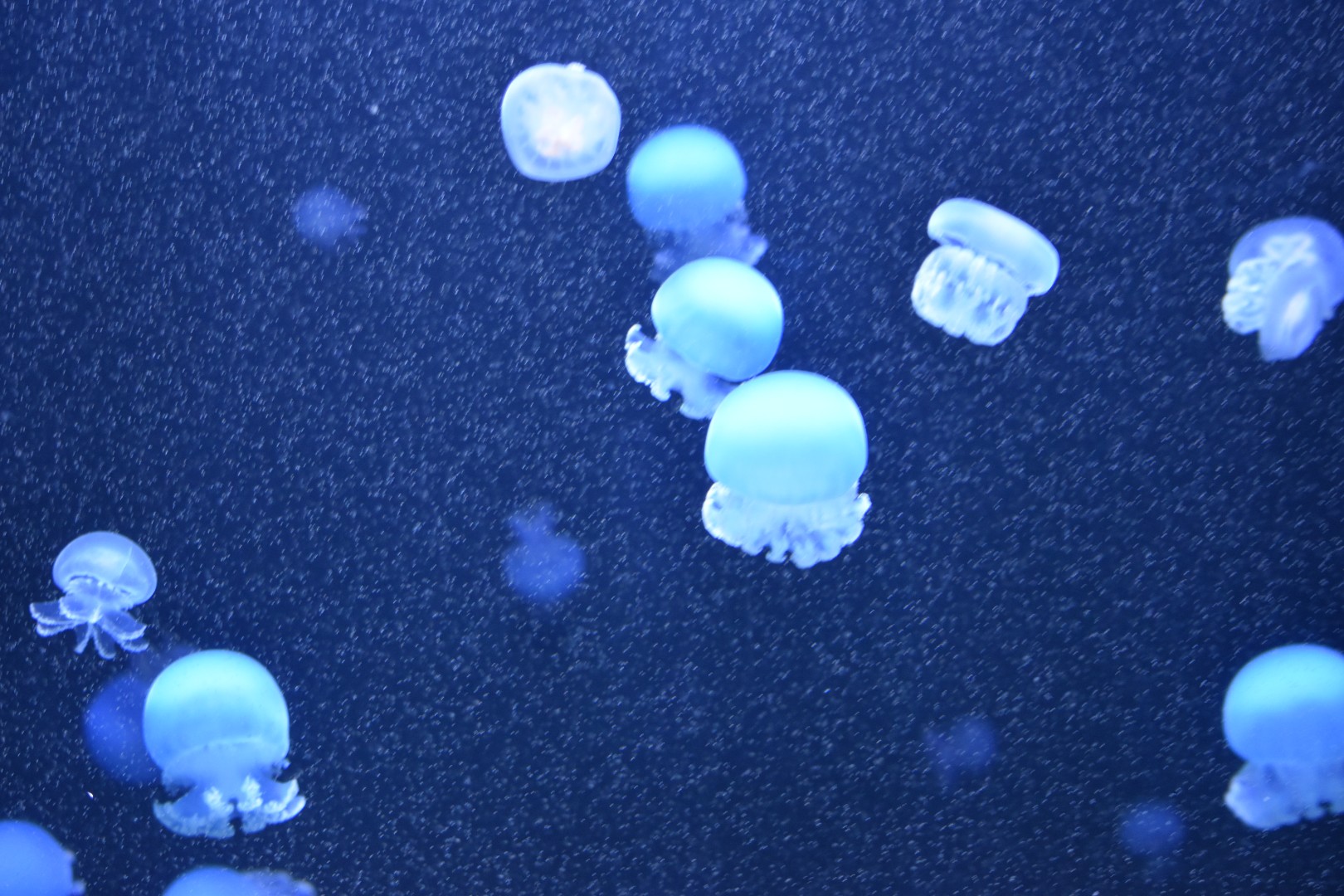 Jellyfish