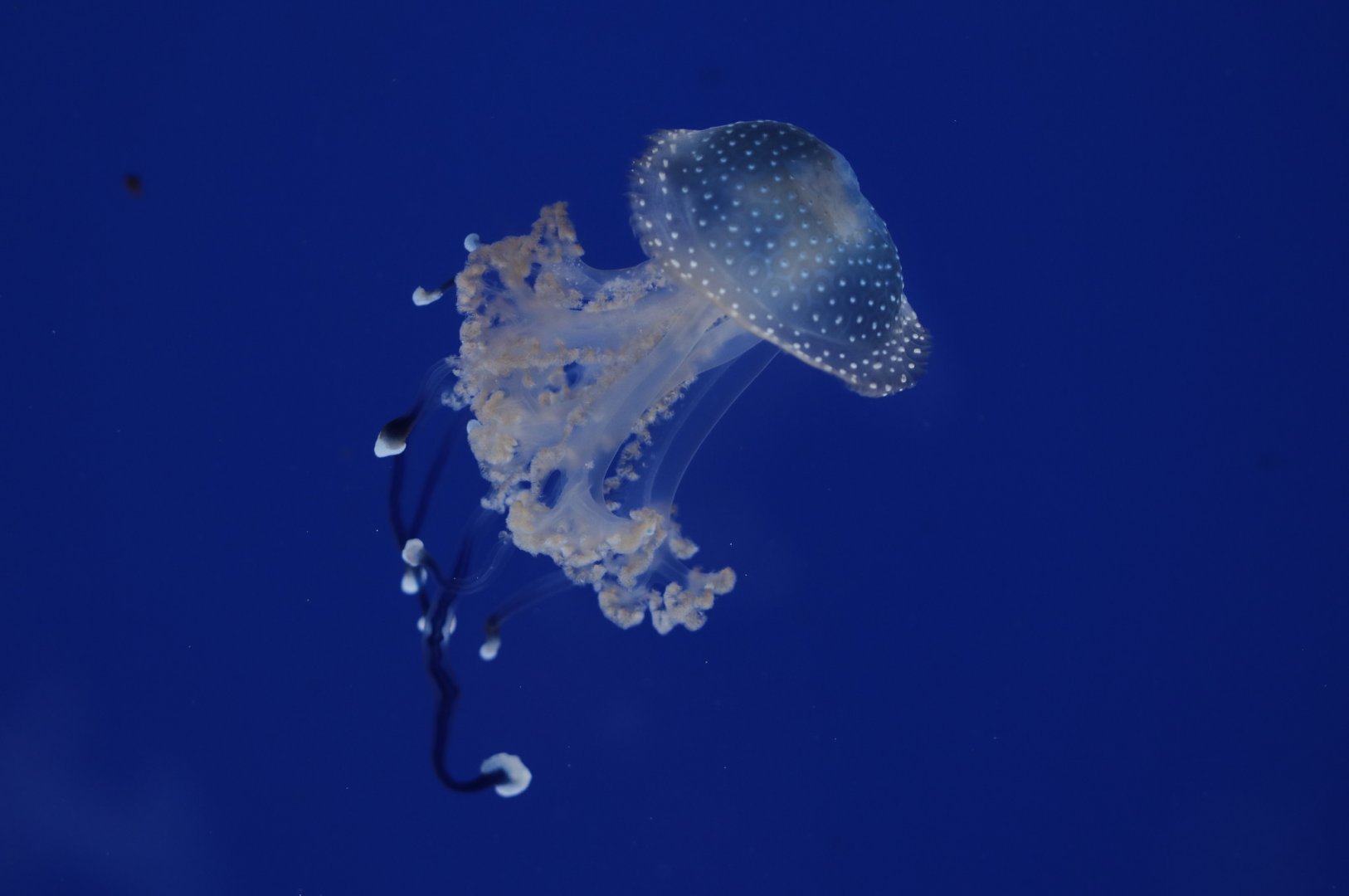Jellyfish