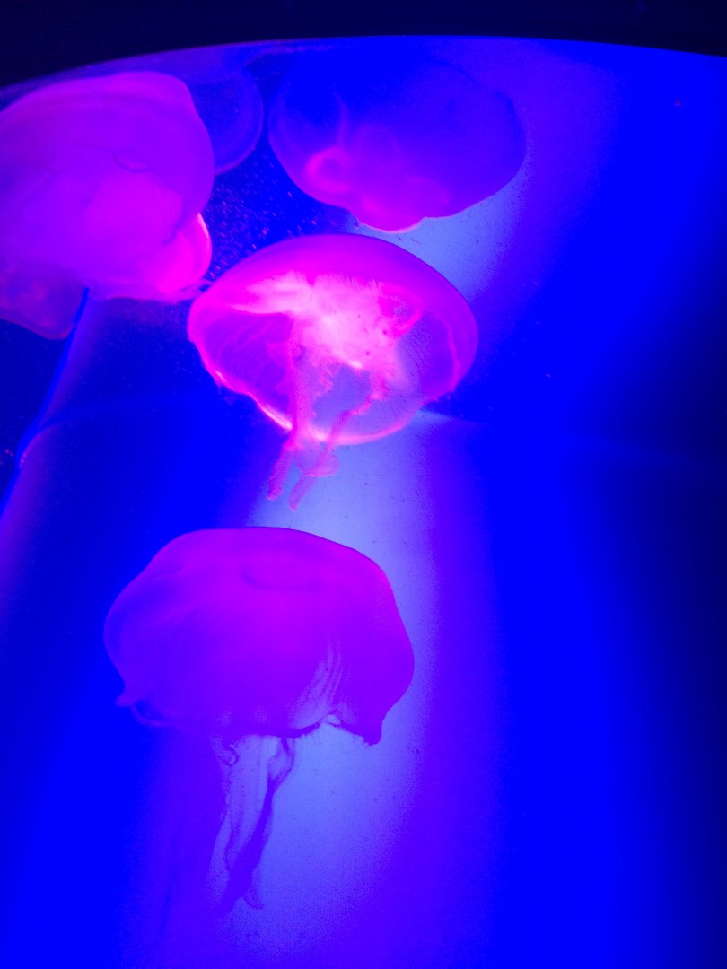Jellyfish