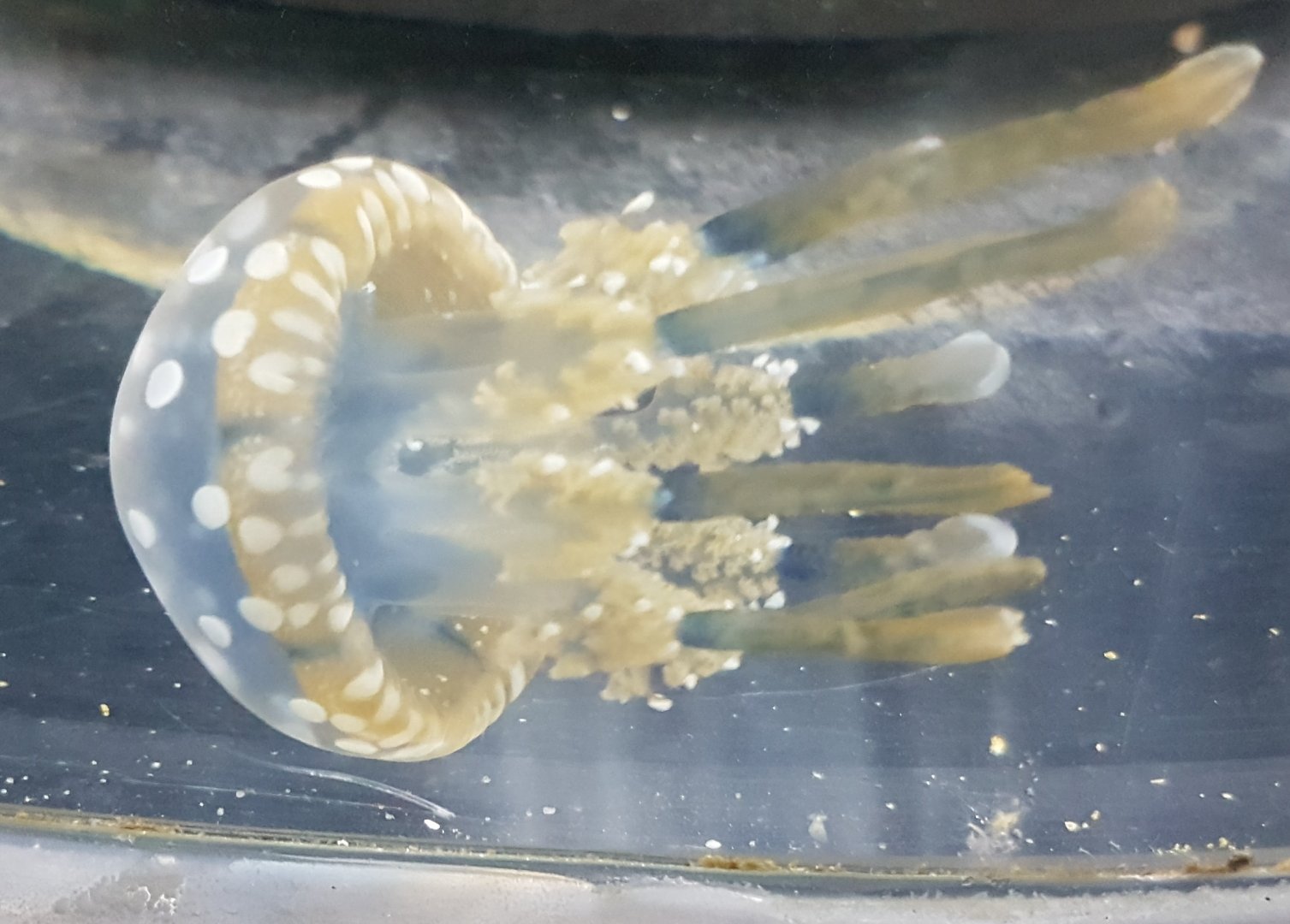 Jellyfish