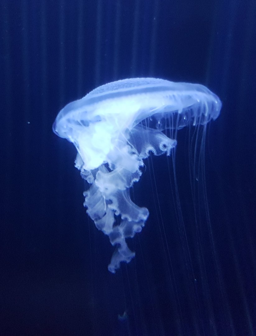 Jellyfish