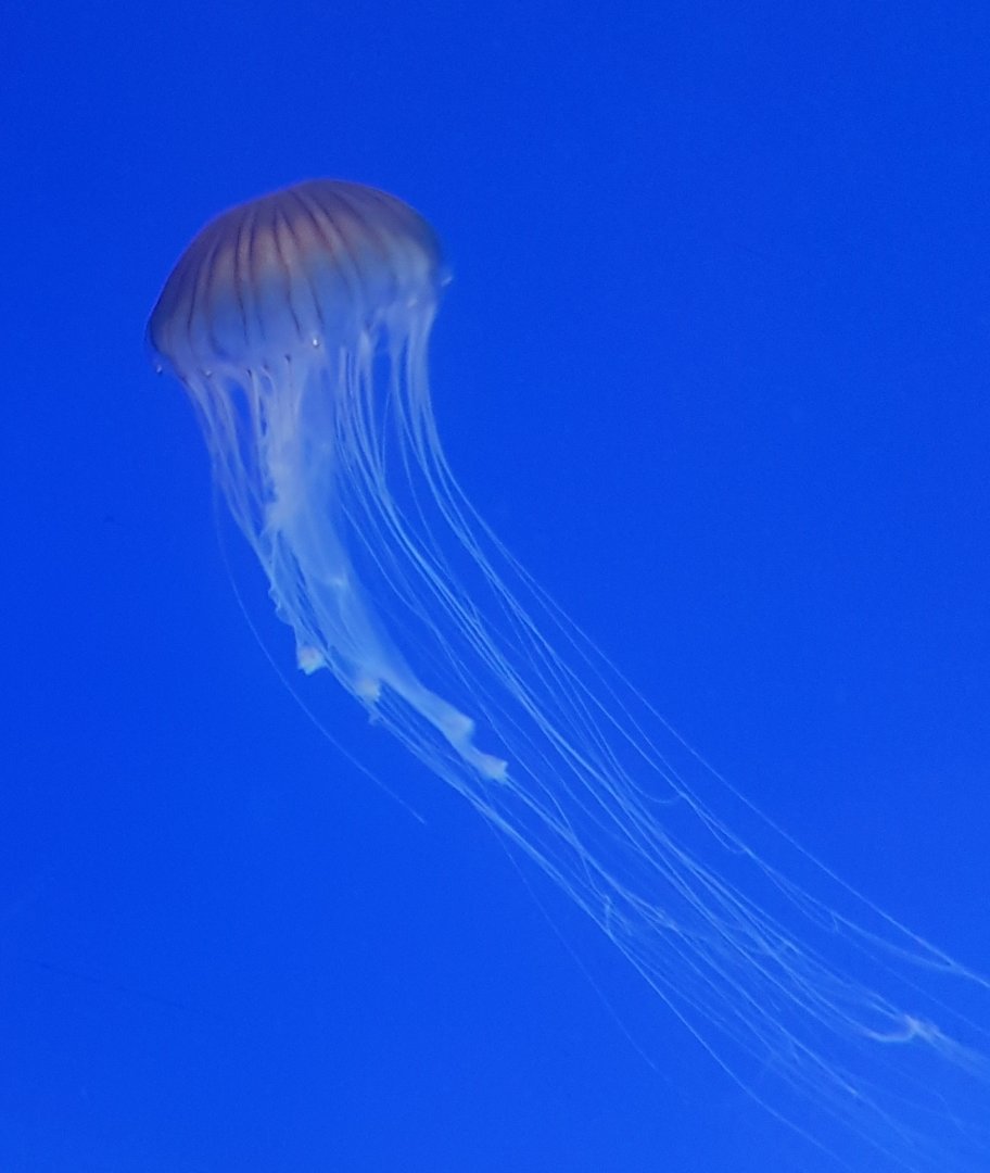 Jellyfish