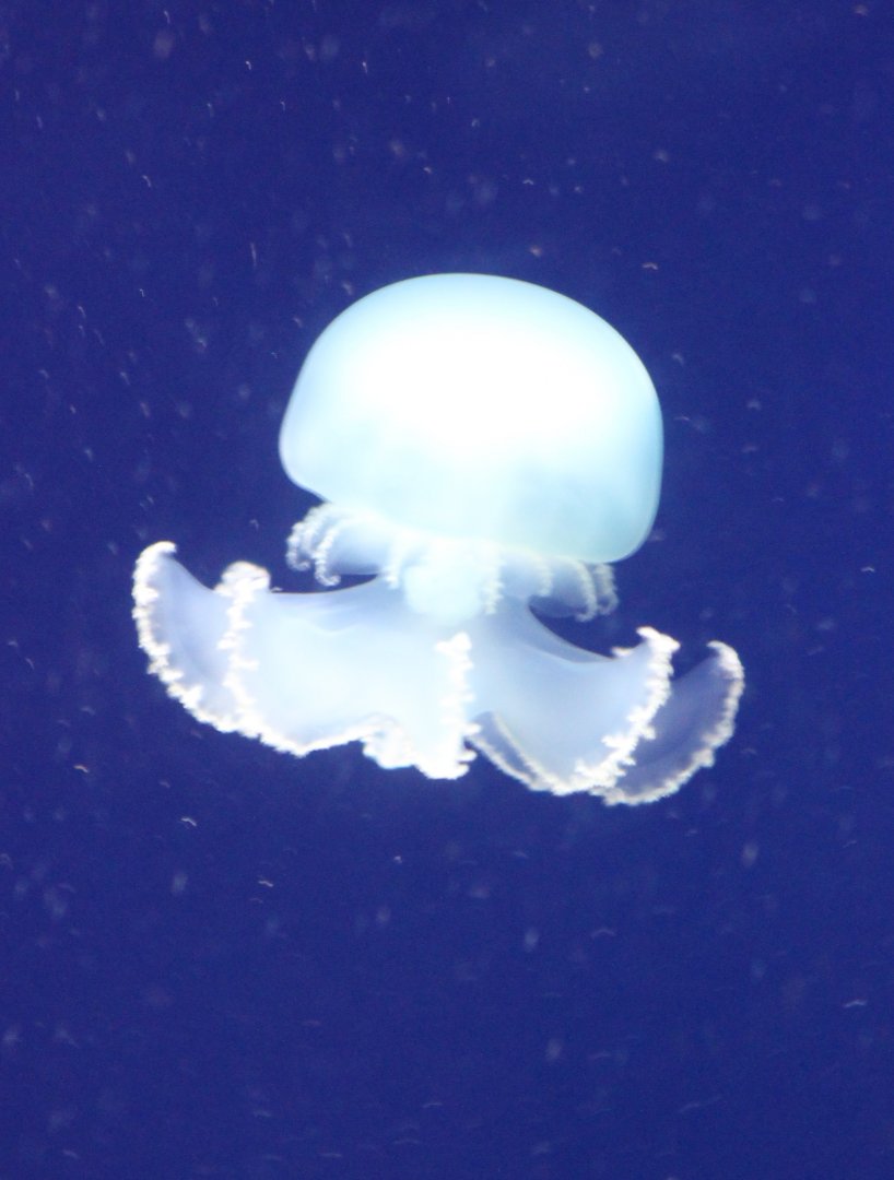 Jellyfish