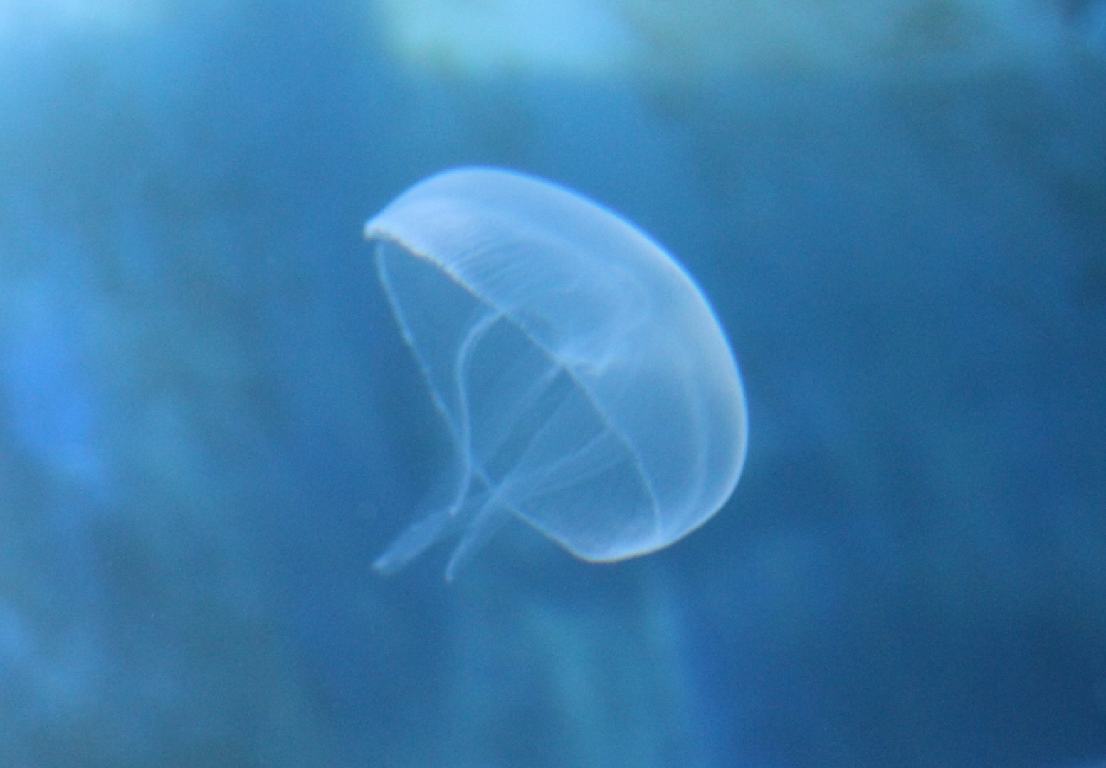 Jellyfish