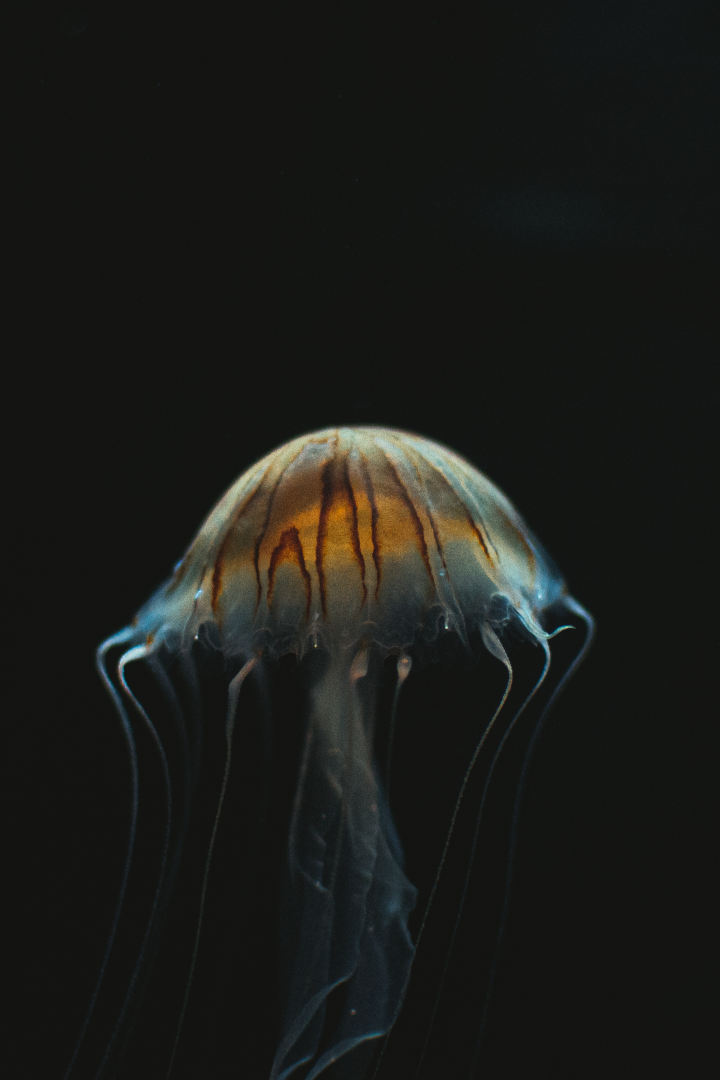 Jellyfish