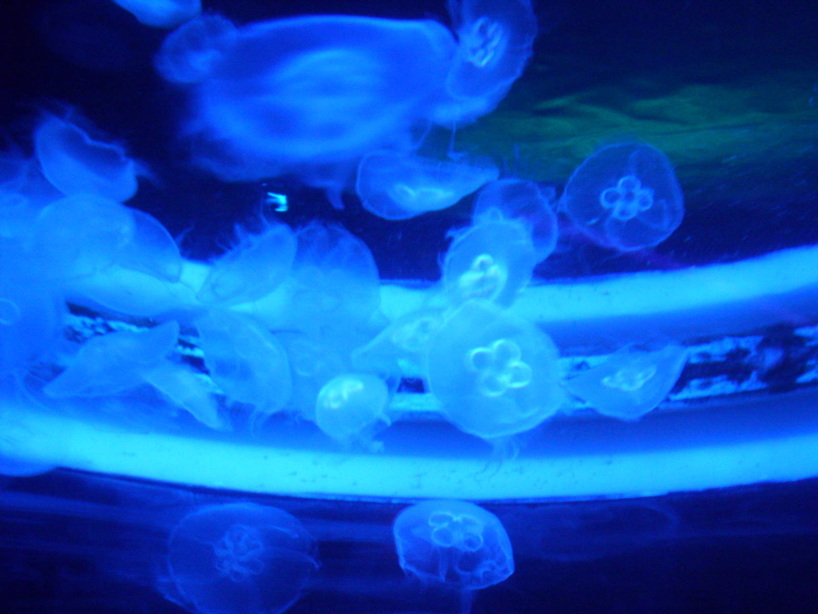 Jellyfish