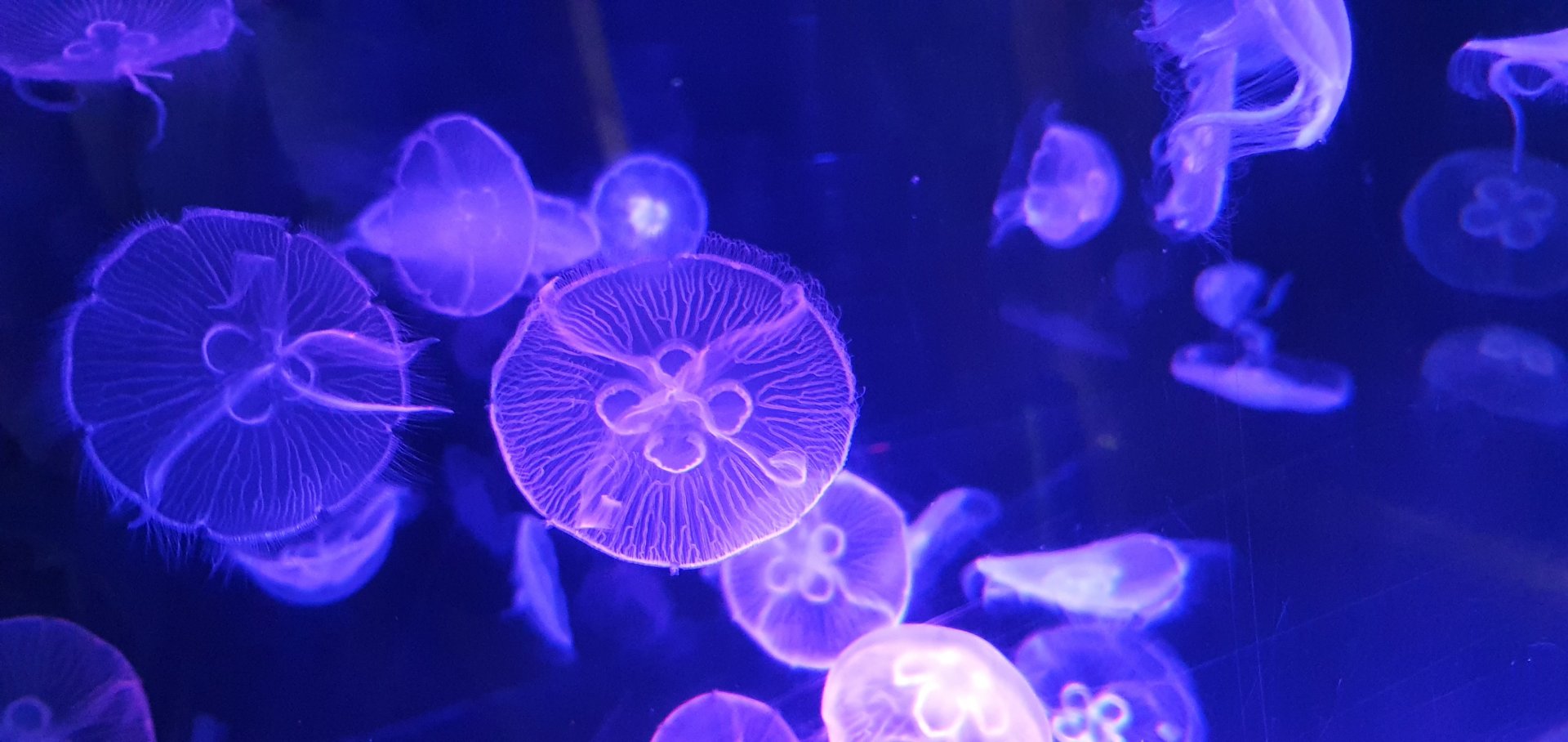 Jellyfish