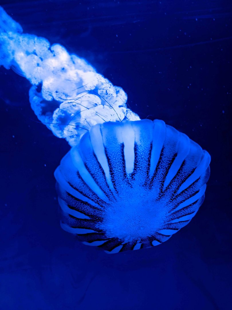 Jellyfish