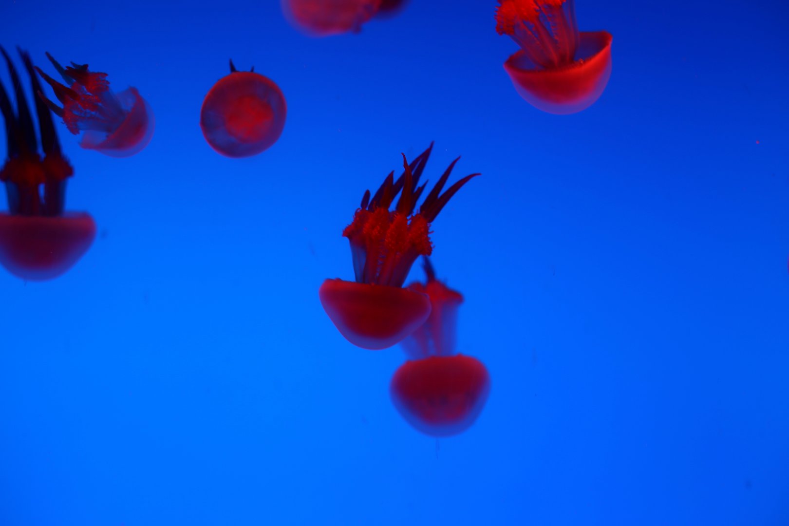 Jellyfish
