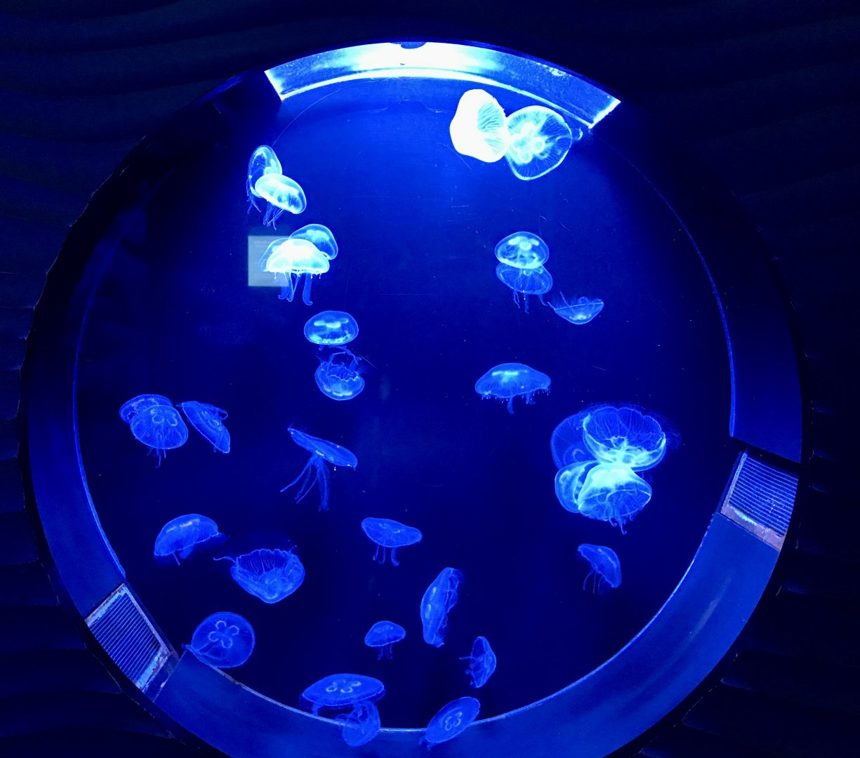 Jellyfish