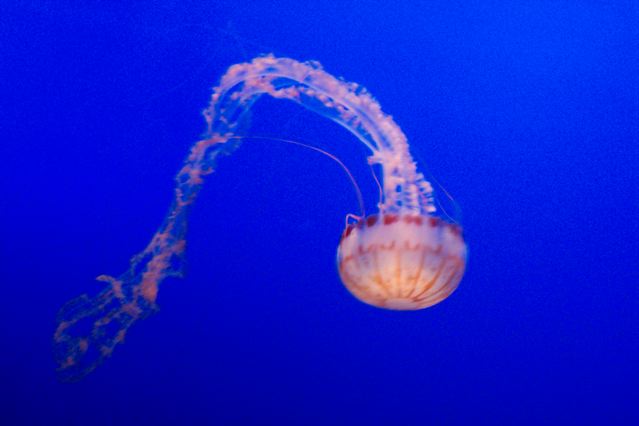 Jellyfish