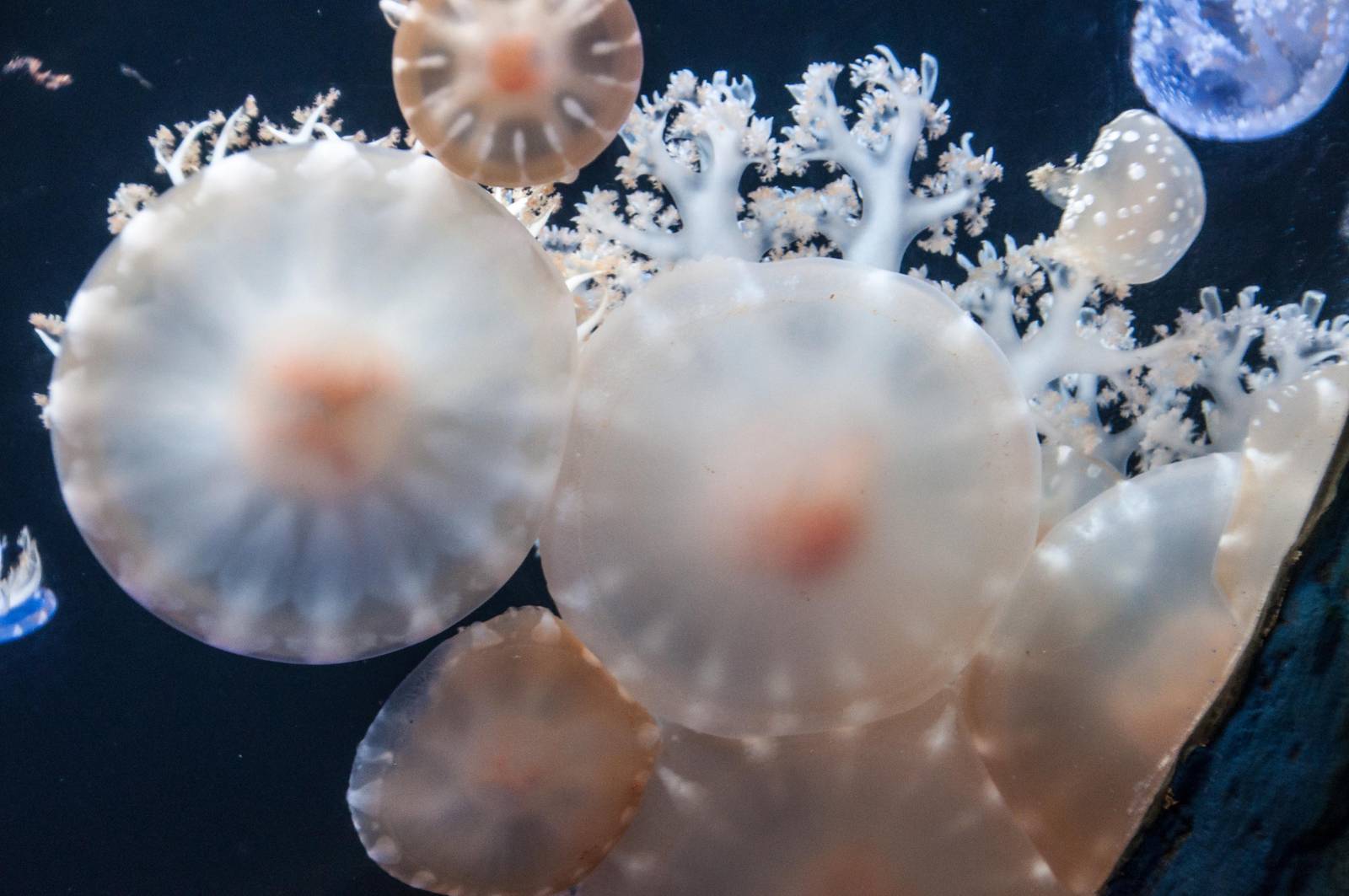 Jellyfish_-_Beijing_Aquarium_-_20130701-2.jpg