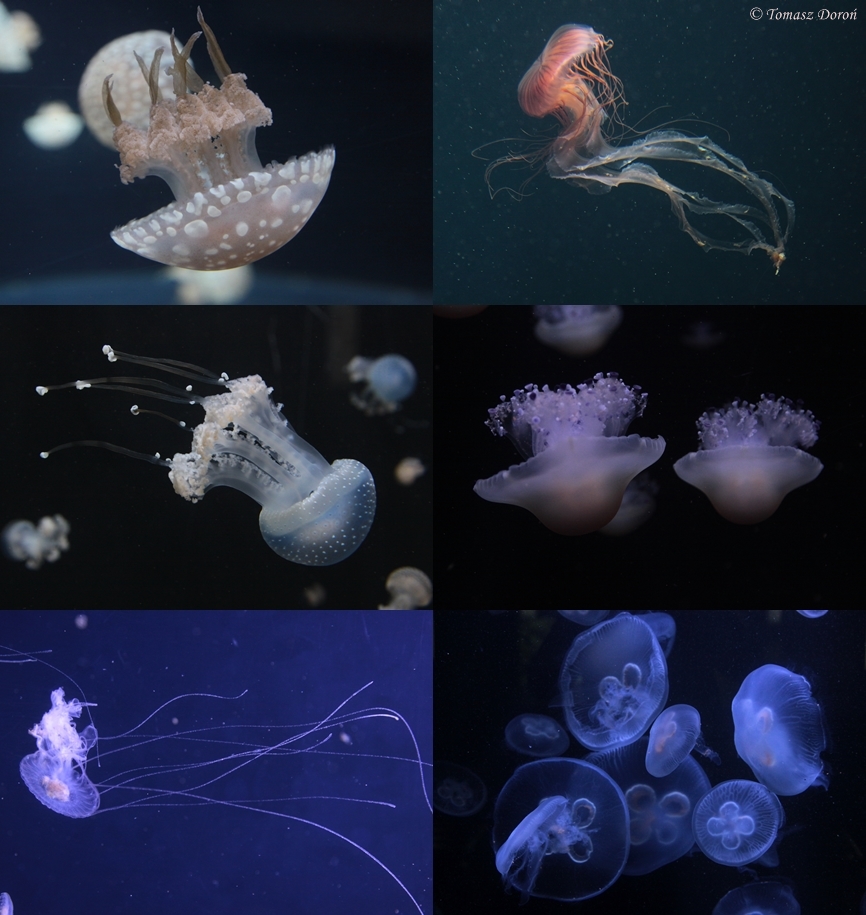 Jellyfishes