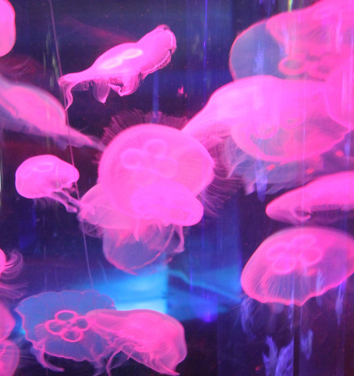 Jellyfishes