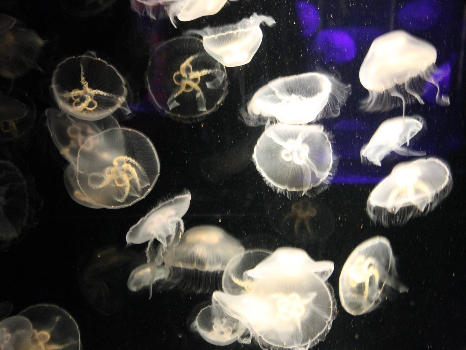 Jellyfishes
