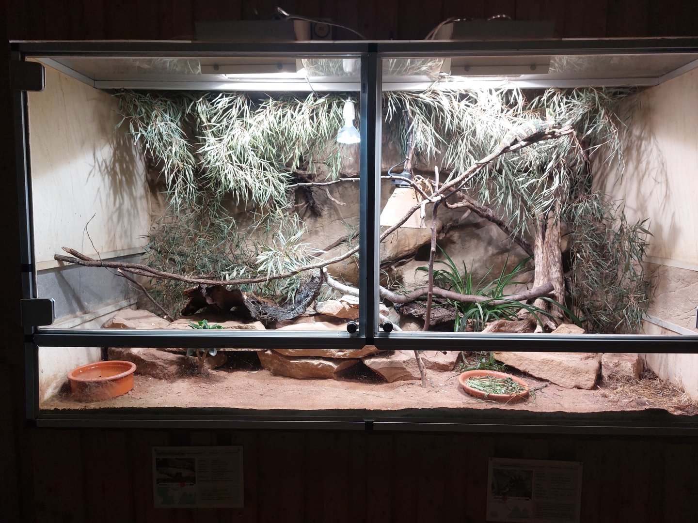 Jemen chameleon & pancake tortoise exhibit