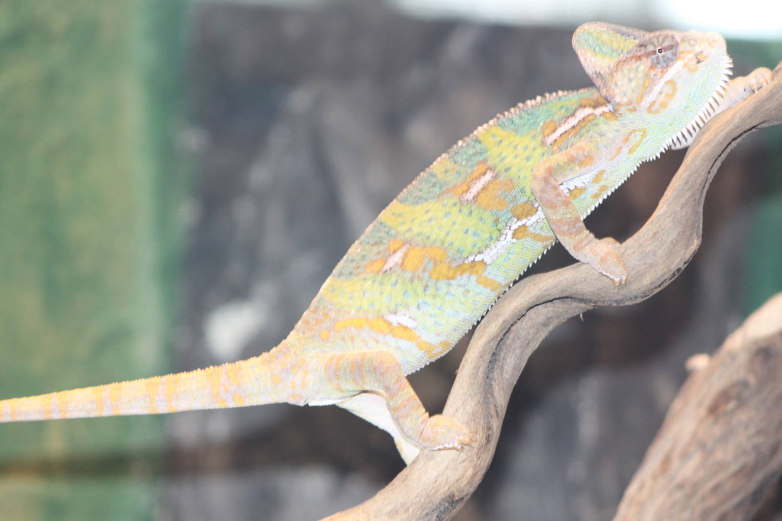 Jemen chameleon