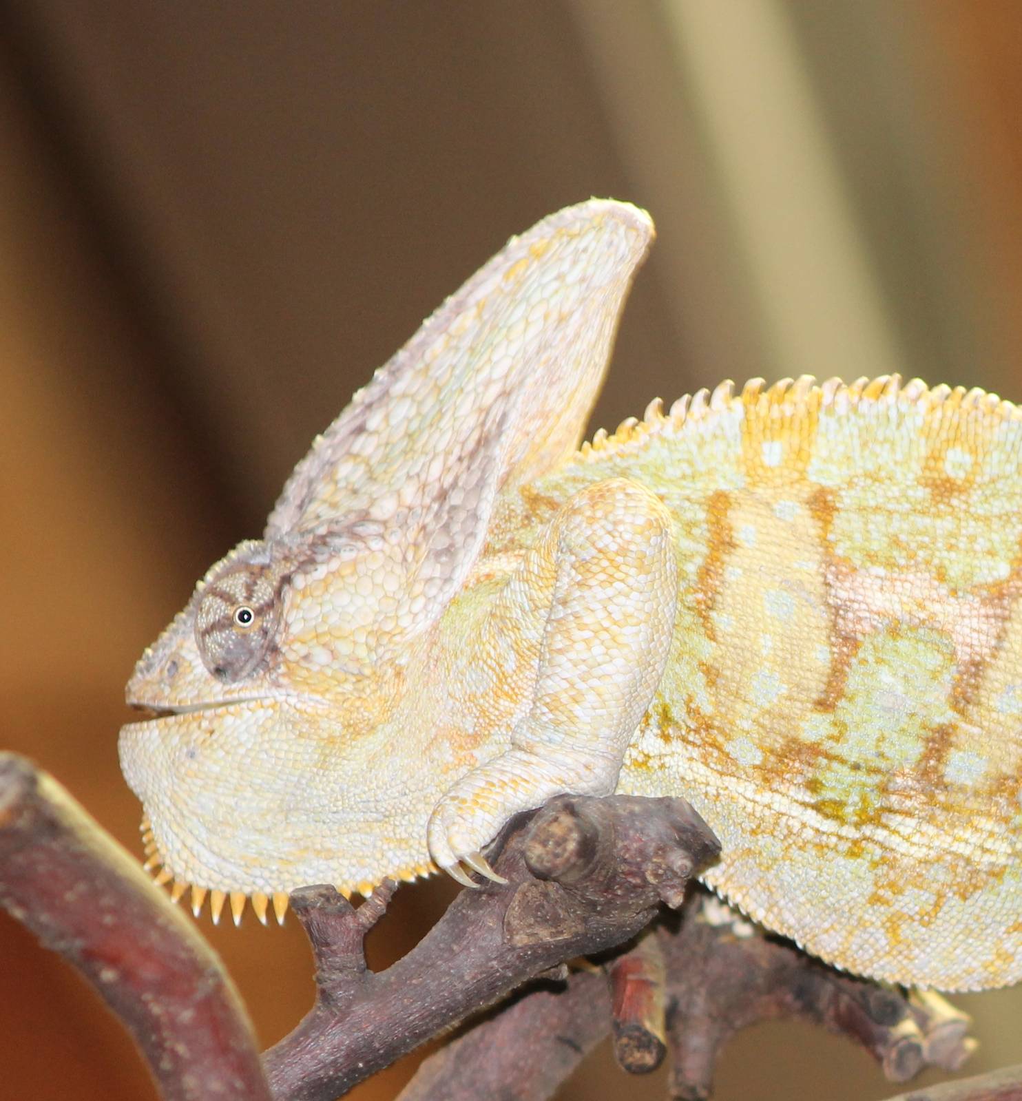 Jemen chameleon
