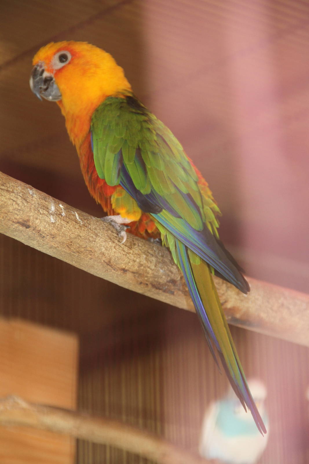 Jenday Conure (Aratinga jandaya)
