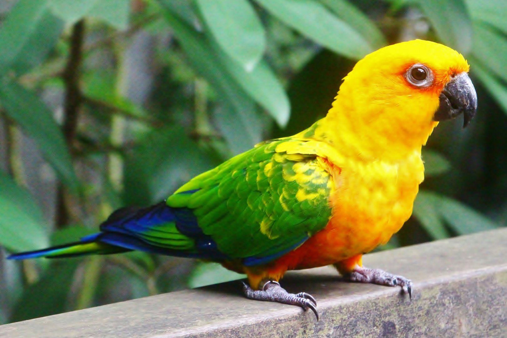 Jenday Conure (Aratinga jandaya)