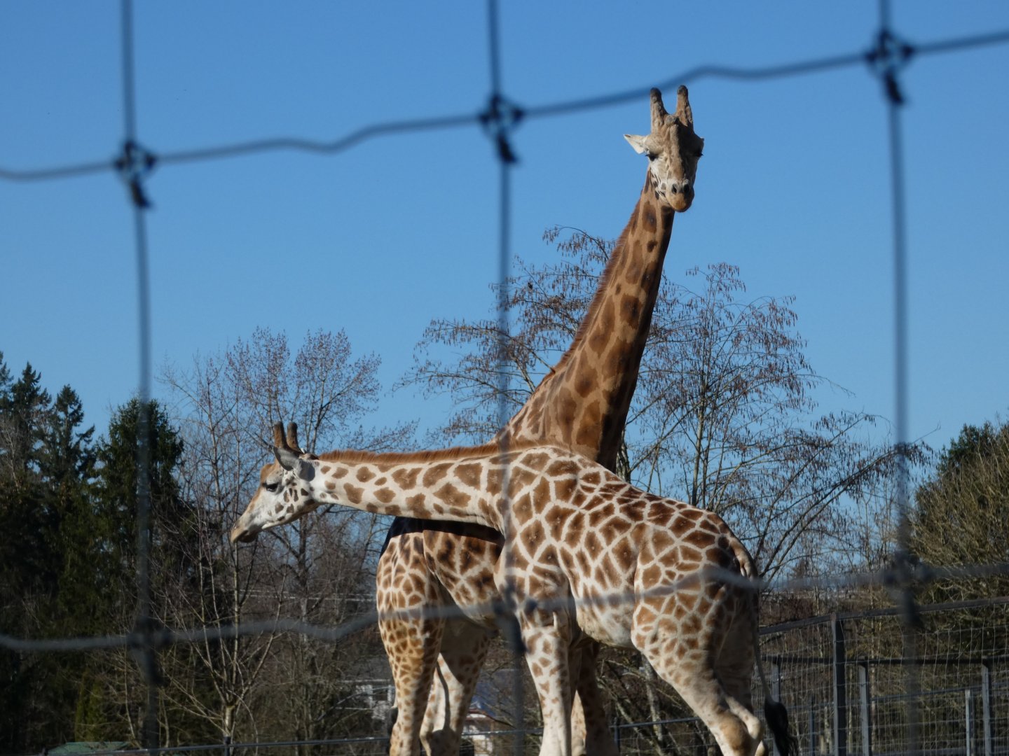 Jenga and Milo (Rothschild's giraffe)