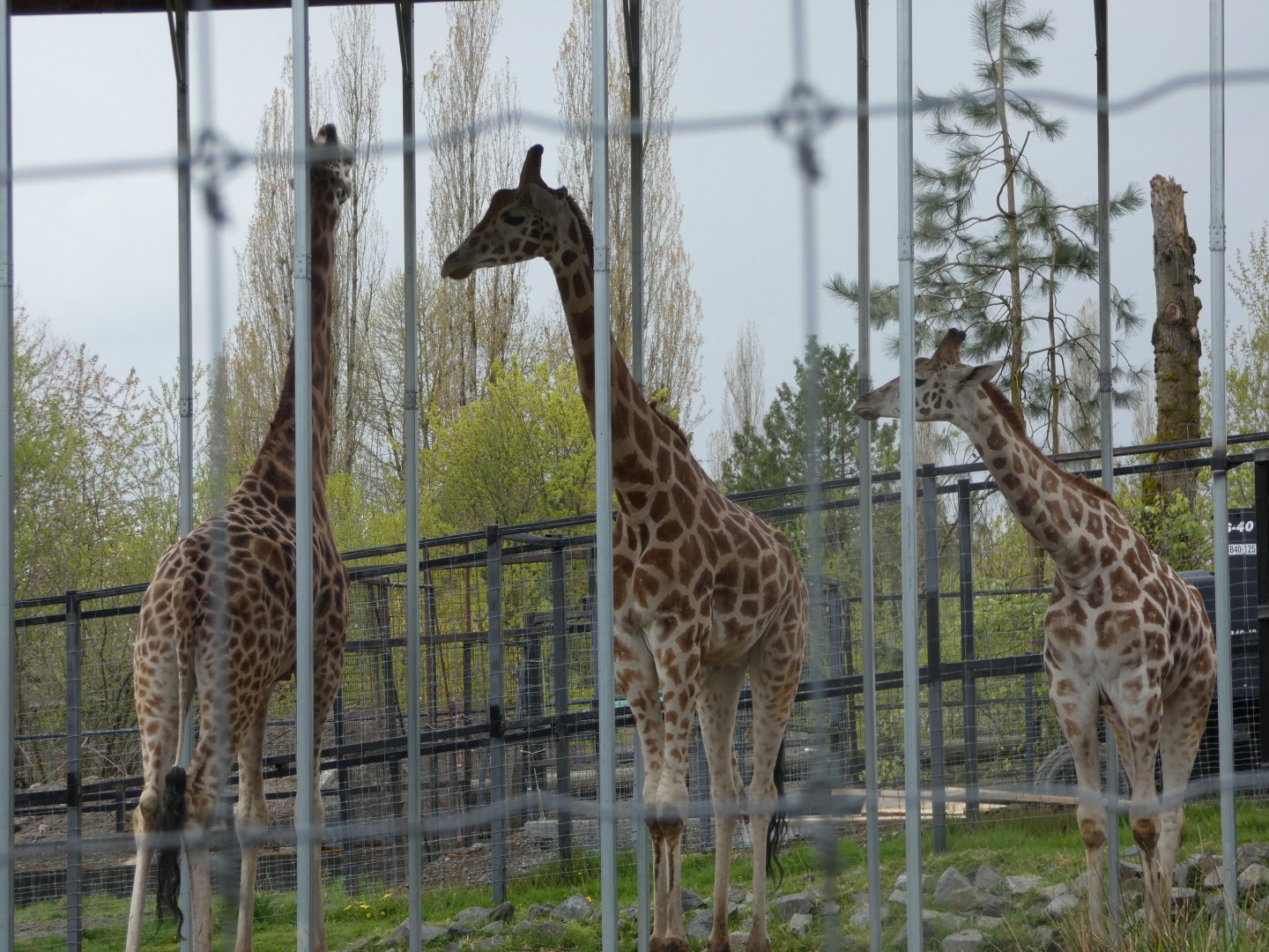 Jenga, Jagar and Milo (Rothschild's giraffe)