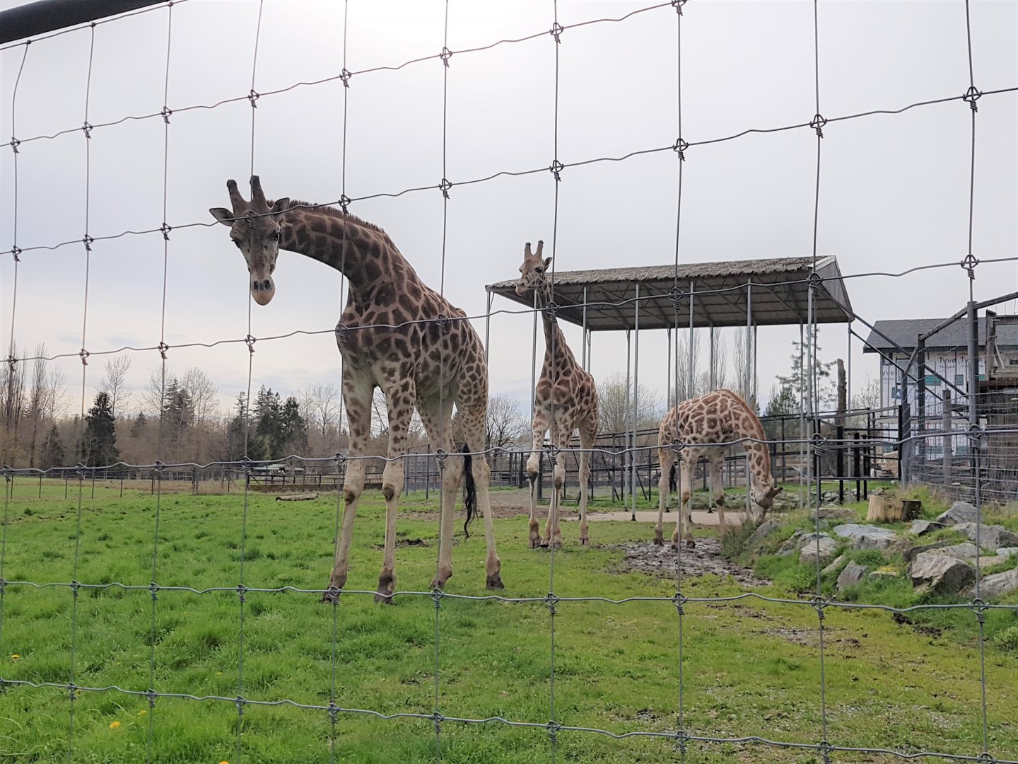 Jenga, Jagar, & Milo (Rothschild's Giraffes)