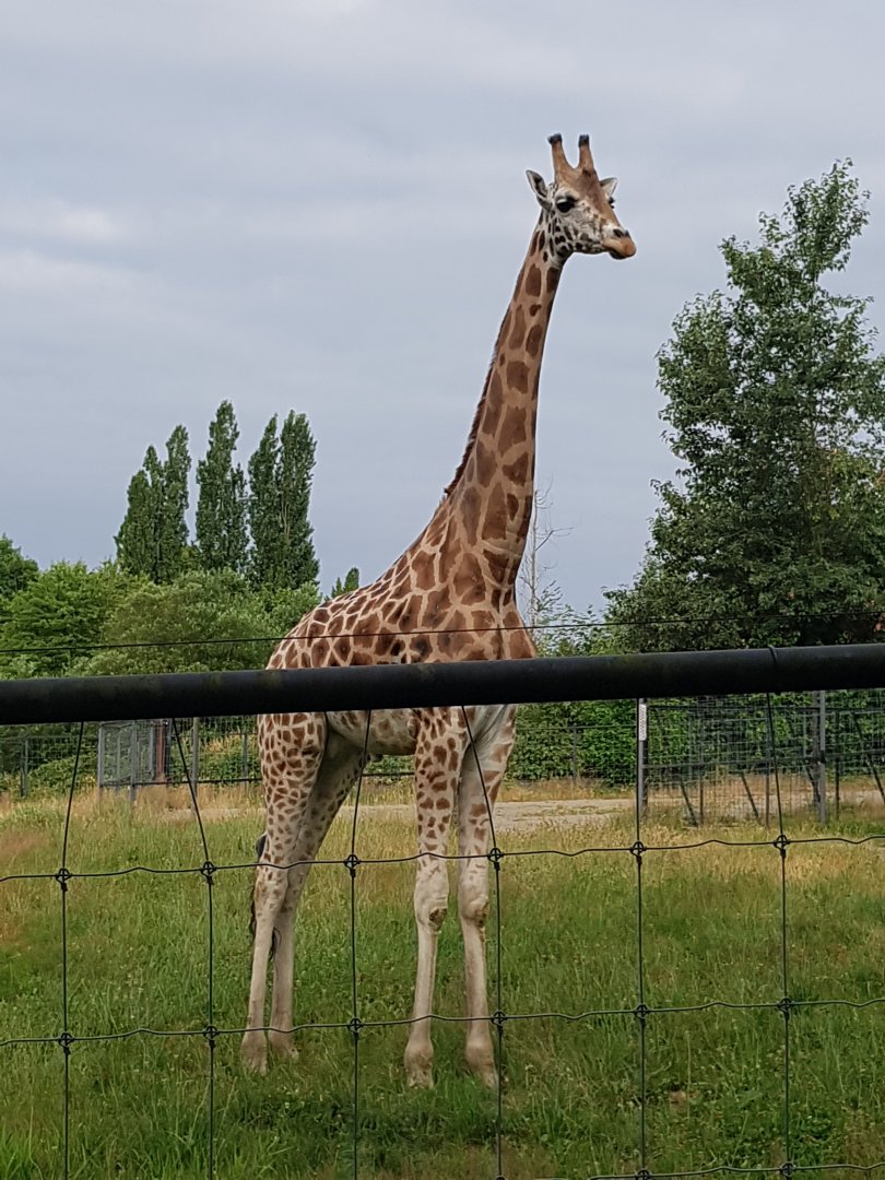 Jenga - Rothschild's Giraffe