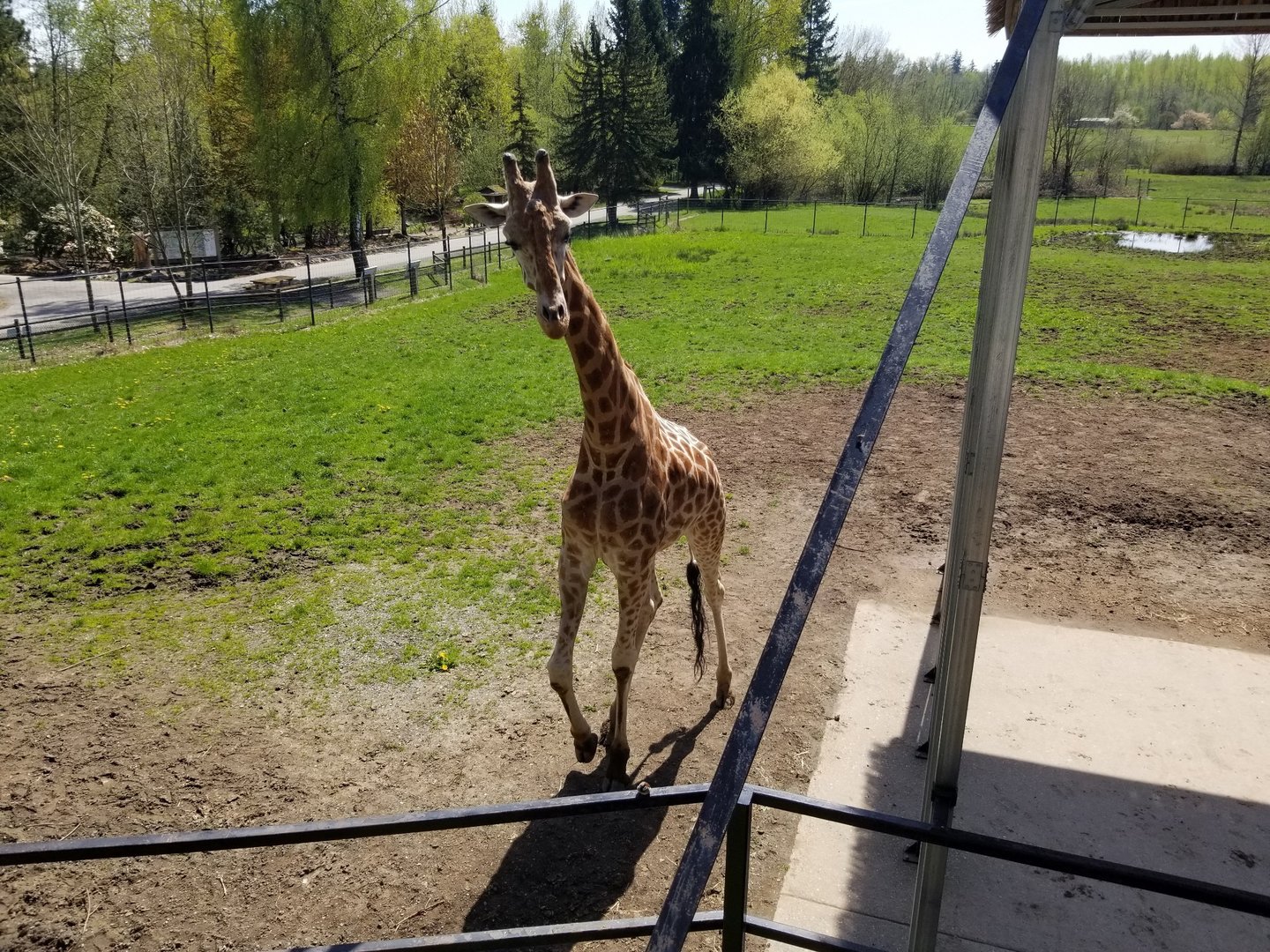 Jenga (Rothschild's giraffe)