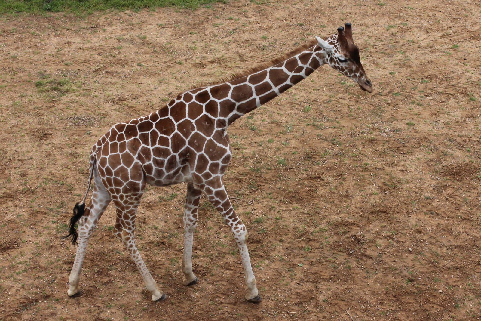 Jengo the reticulated Giraffe 29/6/14