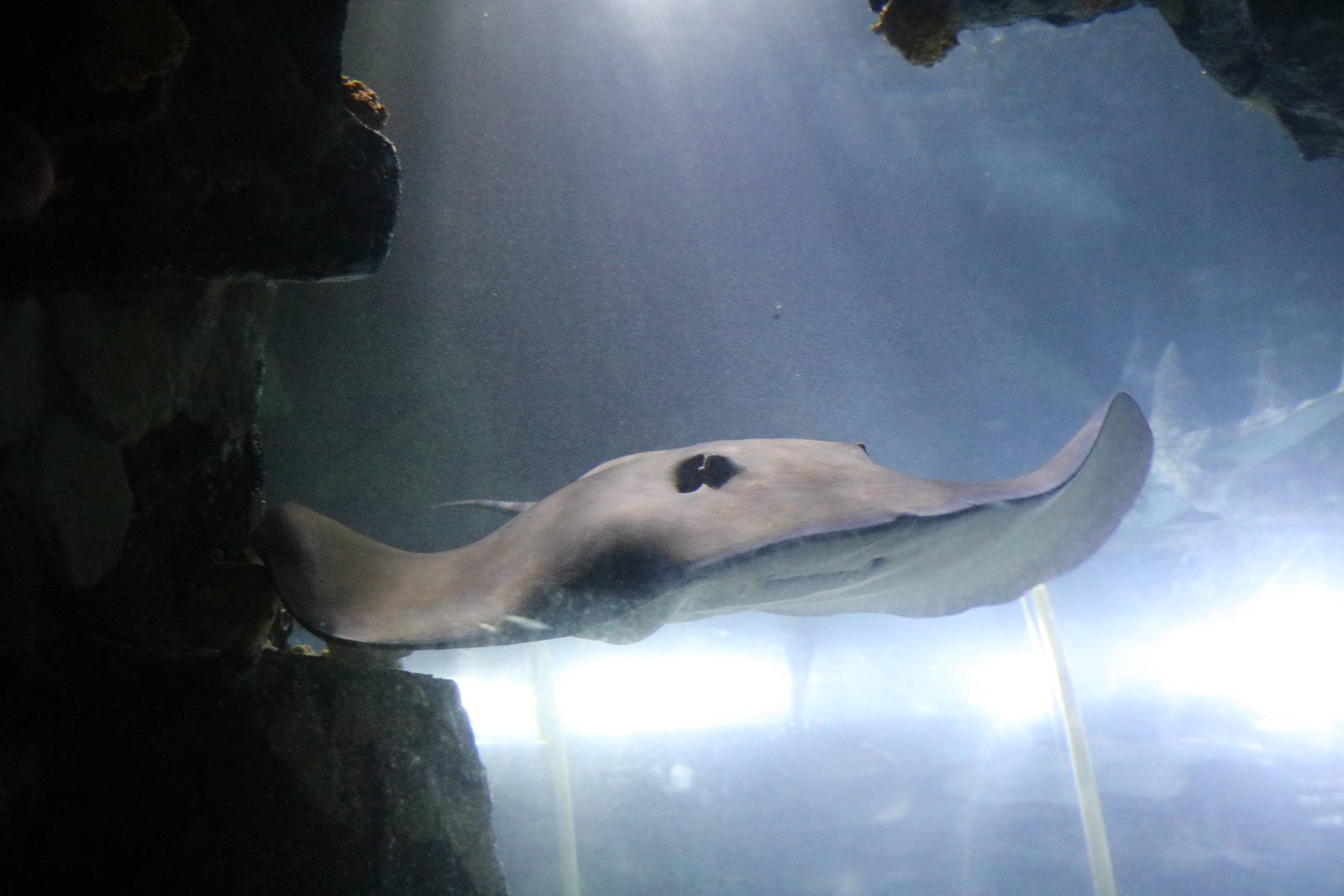 Jenkins' whipray, January 2016