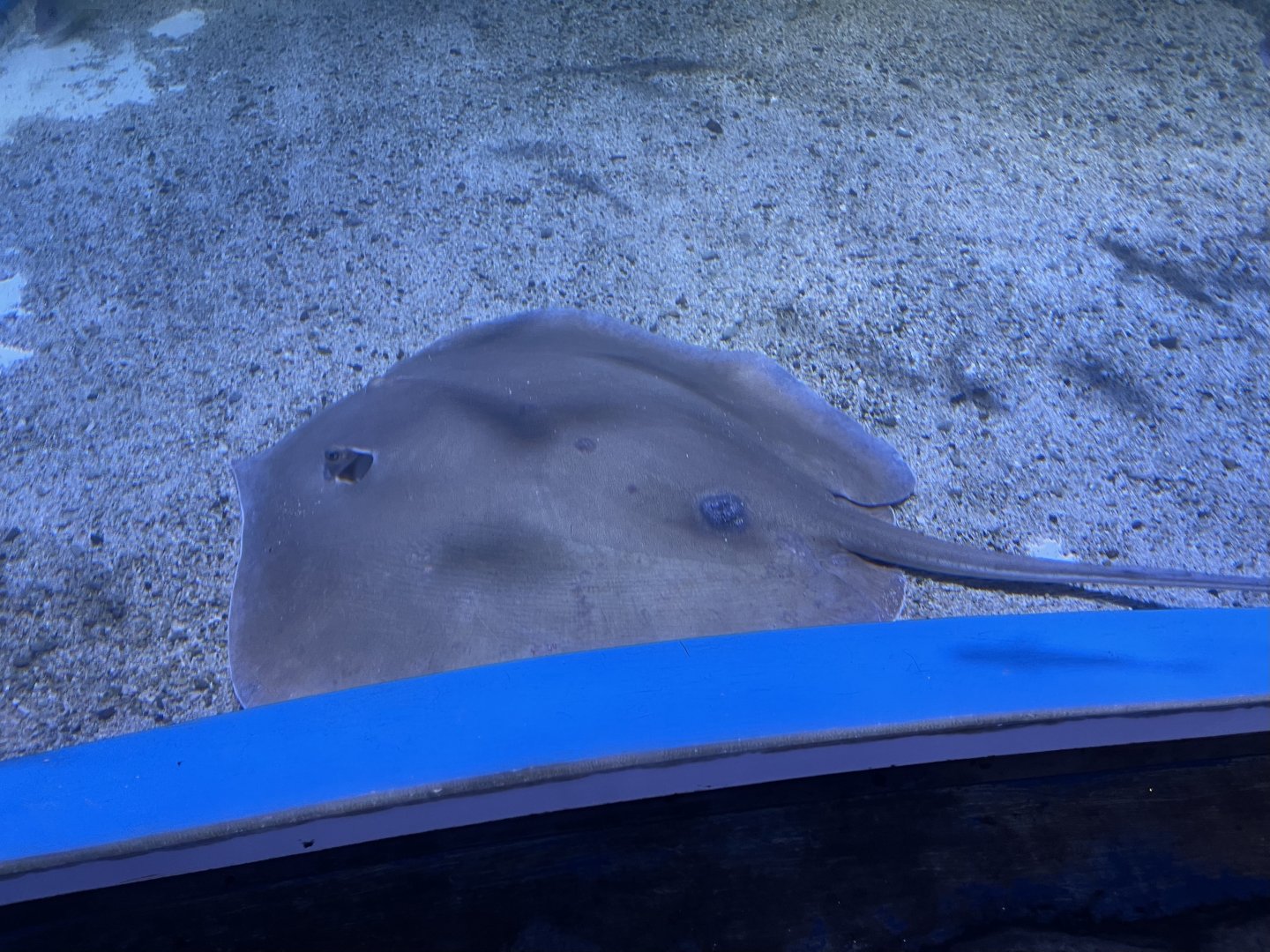 jenkins’ whipray (pateobatis jenkinsii) (1)