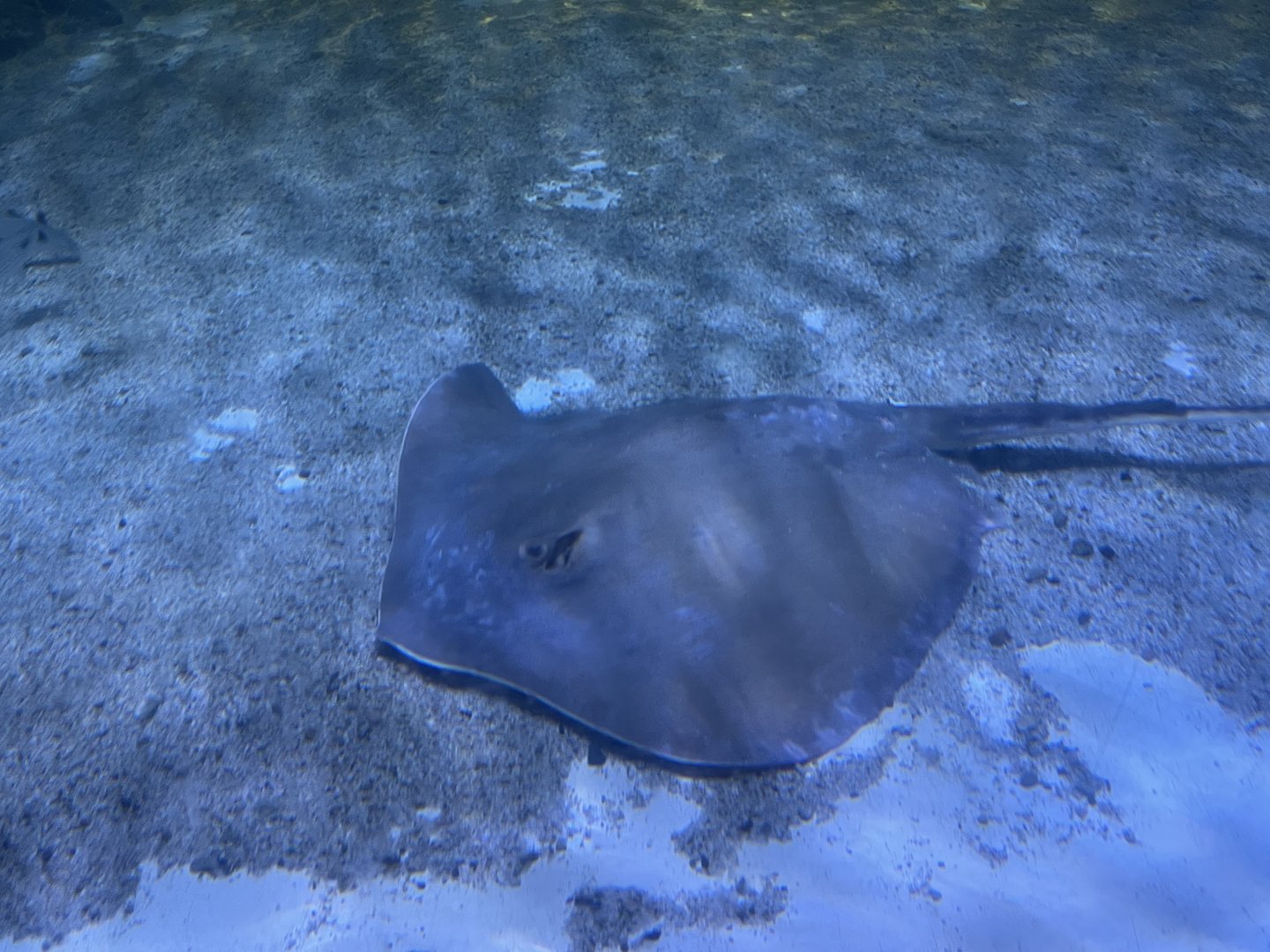 jenkins’ whipray (pateobatis jenkinsii) (2)