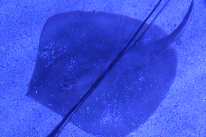 Jenkins' whipray (Pateobatis jenkinsii) - BXSea