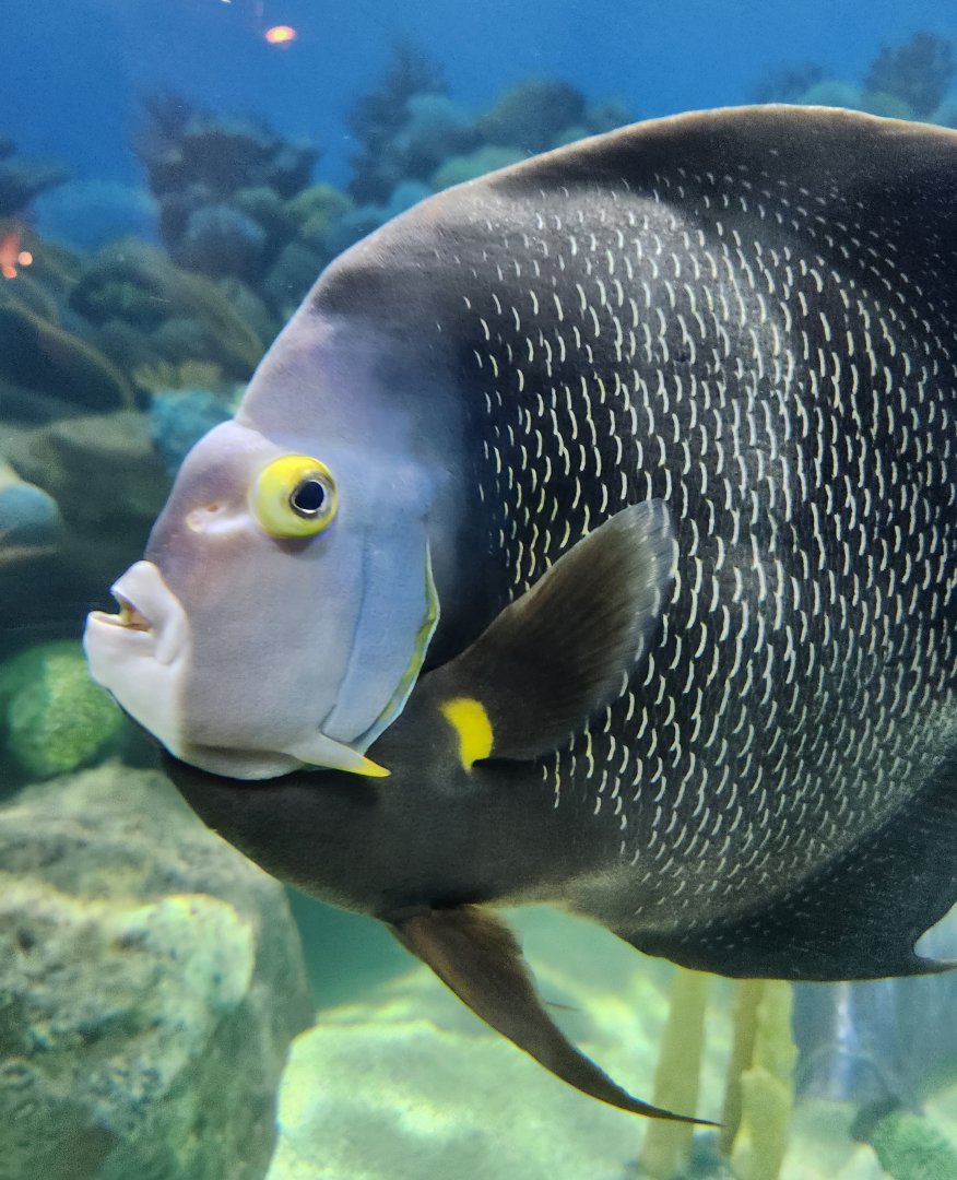 Jenkinson's Aquarium - Angelfish