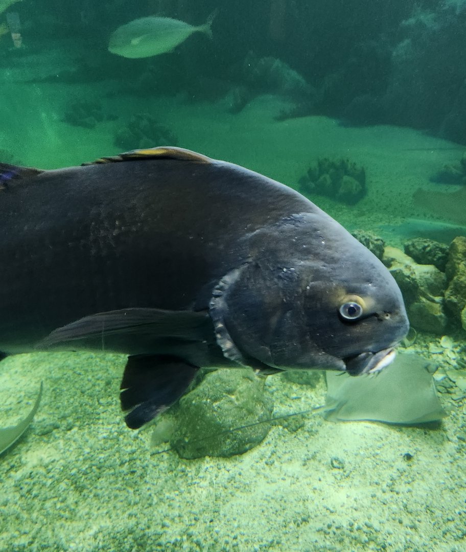 Jenkinson's Aquarium - Black Drum