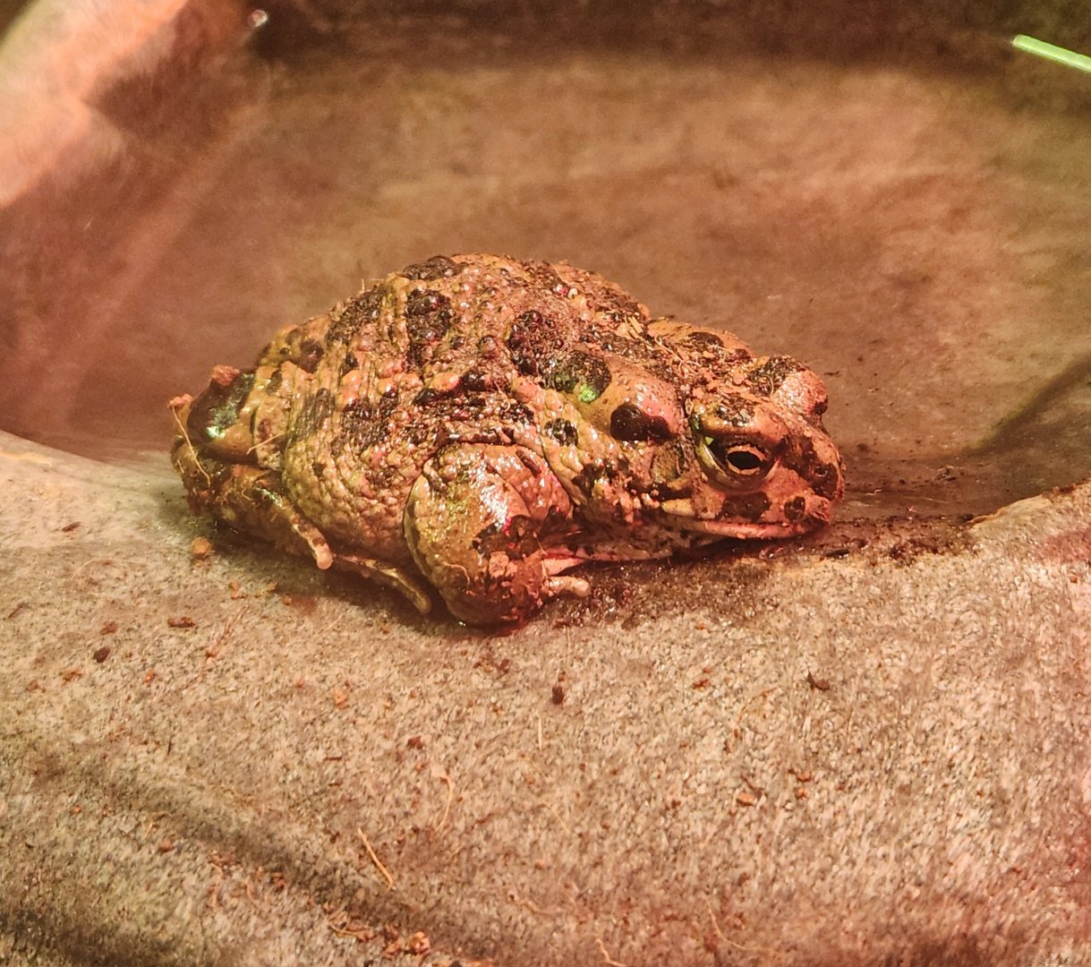 Jenkinson's Aquarium - Bufotes boulengeri