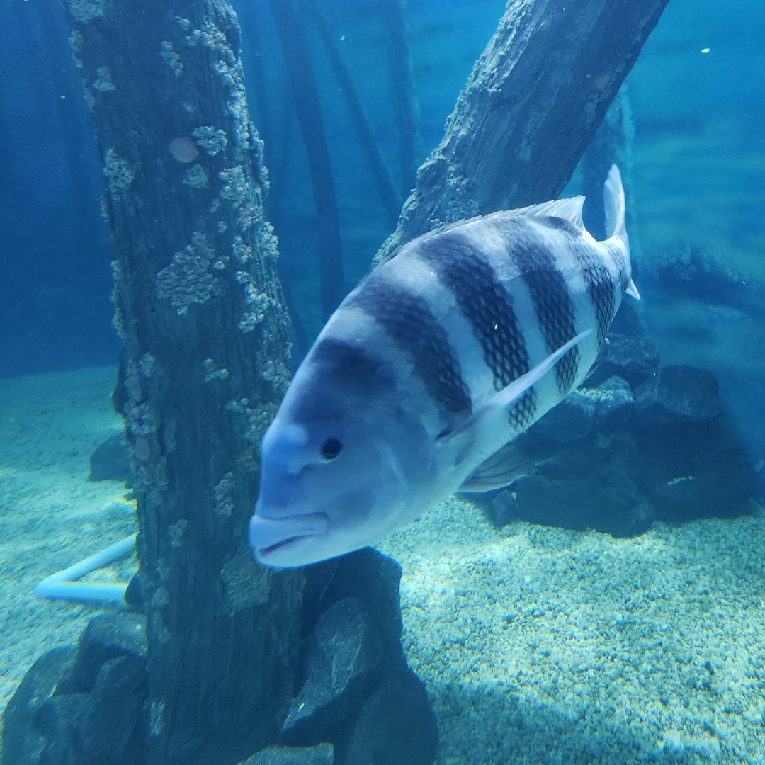 Jenkinson's Aquarium - Fish