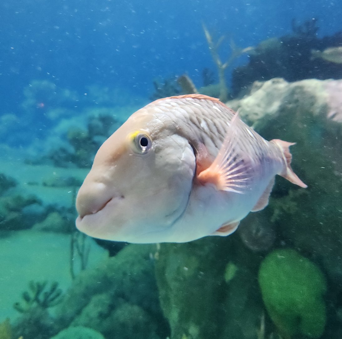 Jenkinson's Aquarium - Parrotfish
