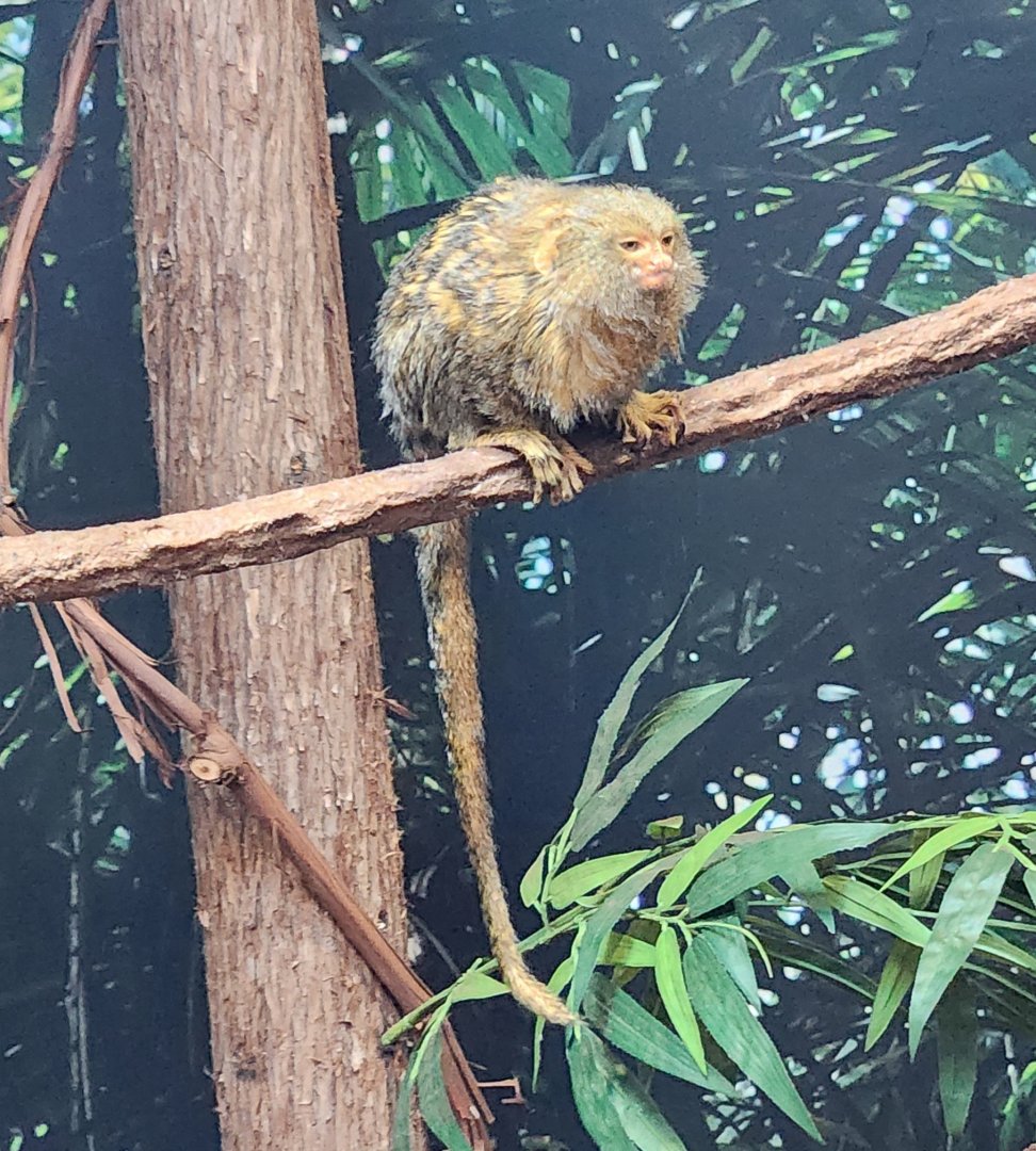 Jenkinson's Aquarium - Pygmy Marmoset