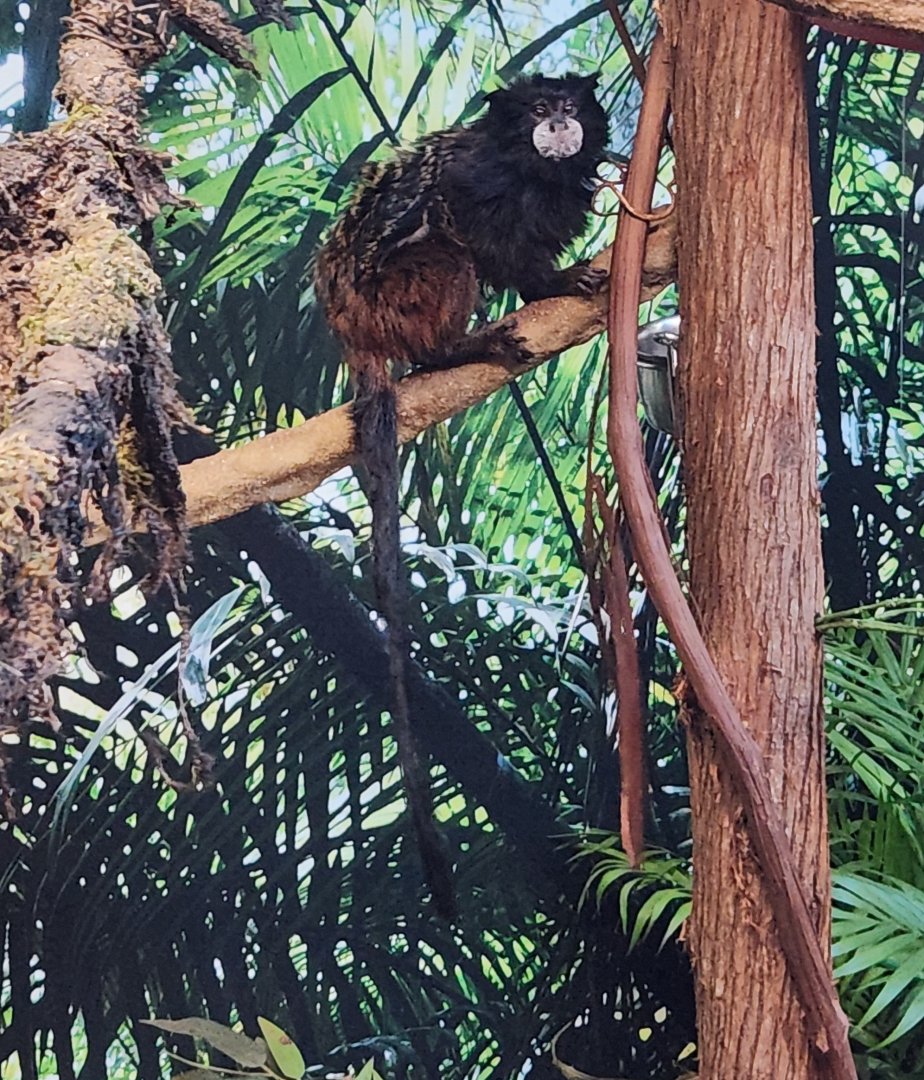 Jenkinson's Aquarium - Saddleback Tamarin