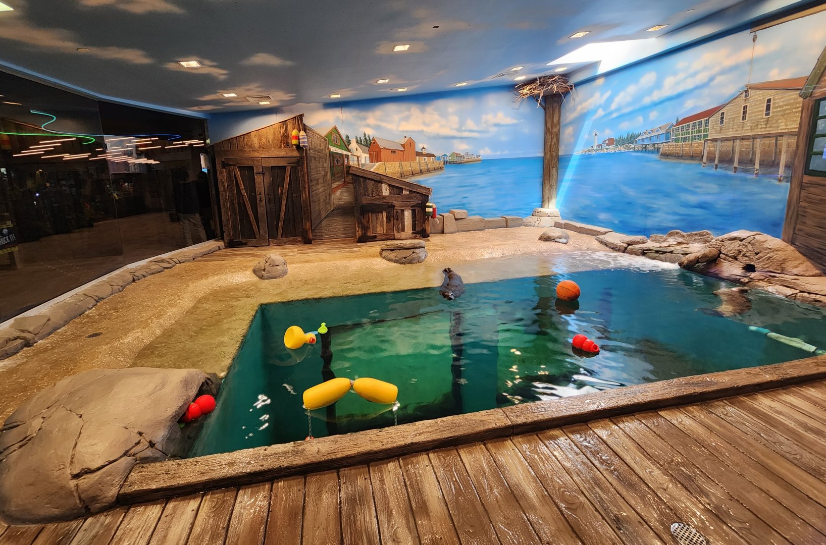 Jenkinson's Aquarium - Seal exhibit (top floor)