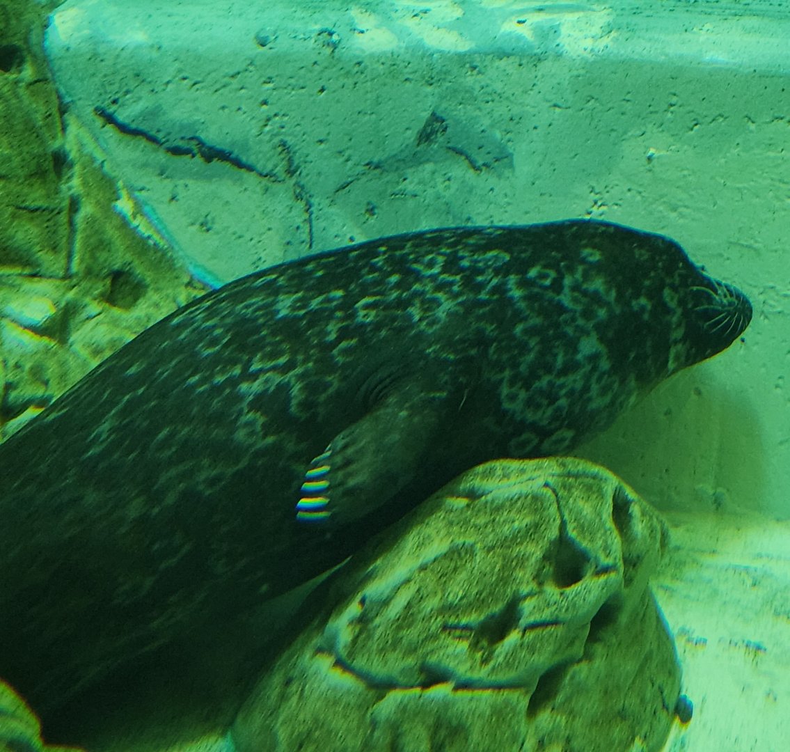 Jenkinson's Aquarium - Sleeping Harbor Seal