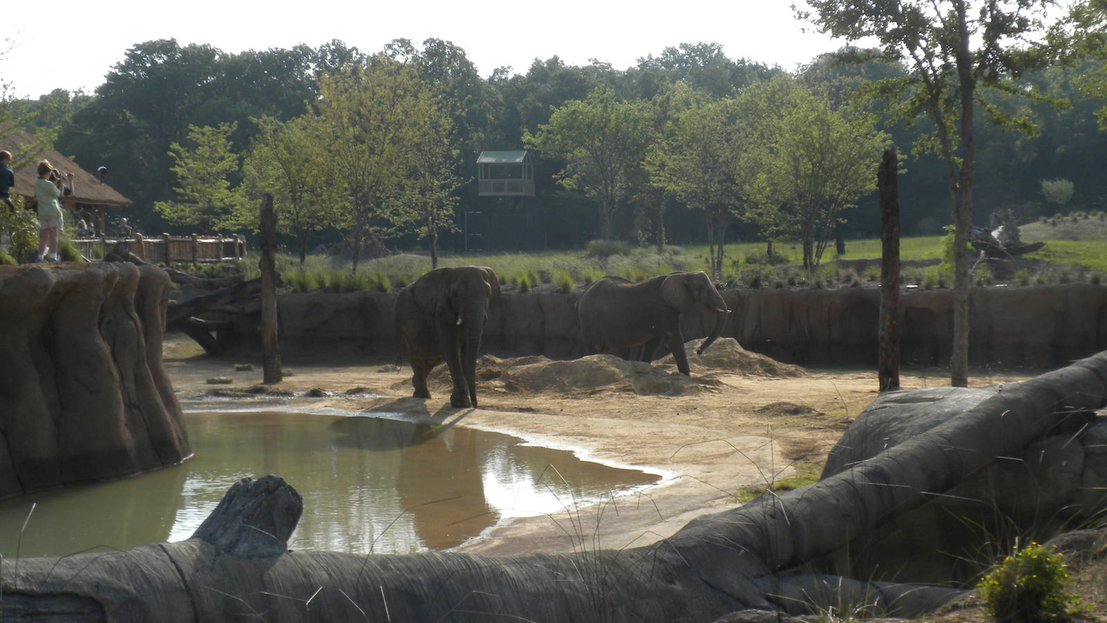 Jenny and Gypsy's first day in the Savanna