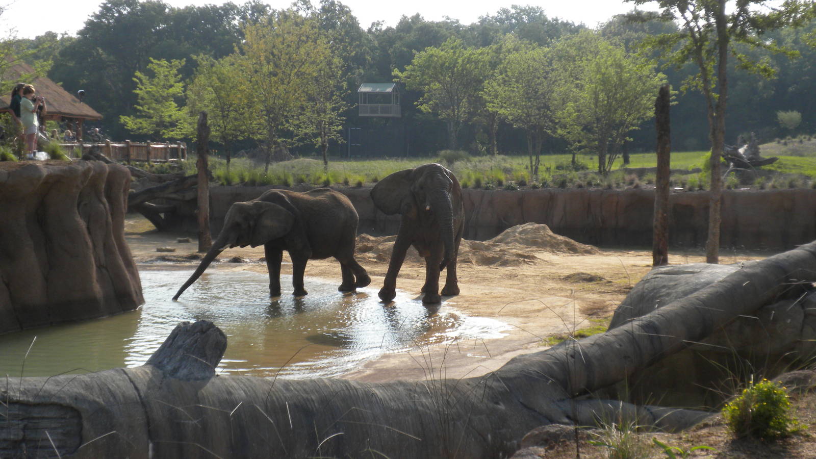 Jenny and Gypsy's first day in the Savanna