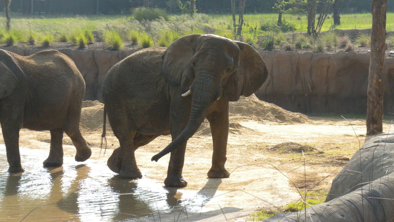Jenny and Gypsy's first day in the Savanna