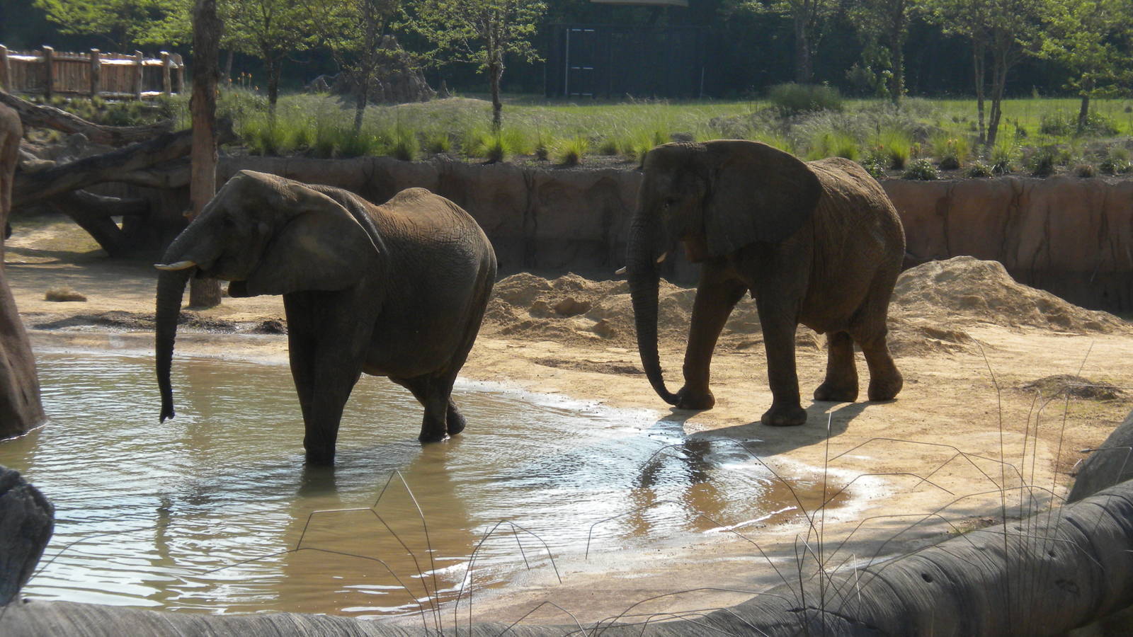 Jenny and Gypsy's first day in the Savanna