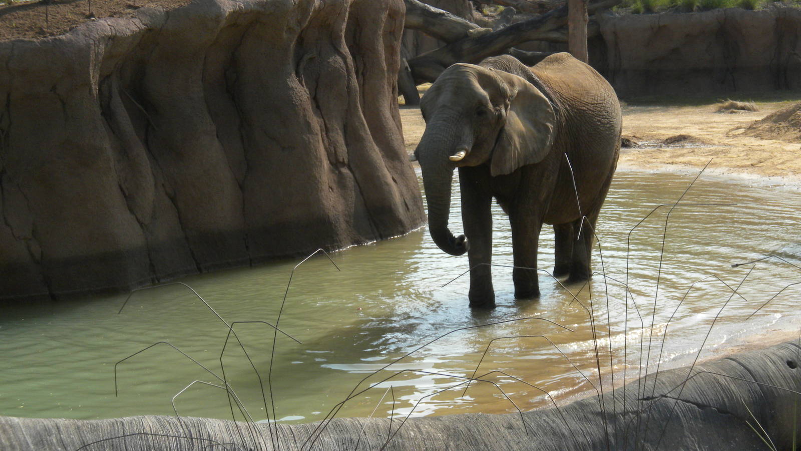 Jenny and Gypsy's first day in the Savanna