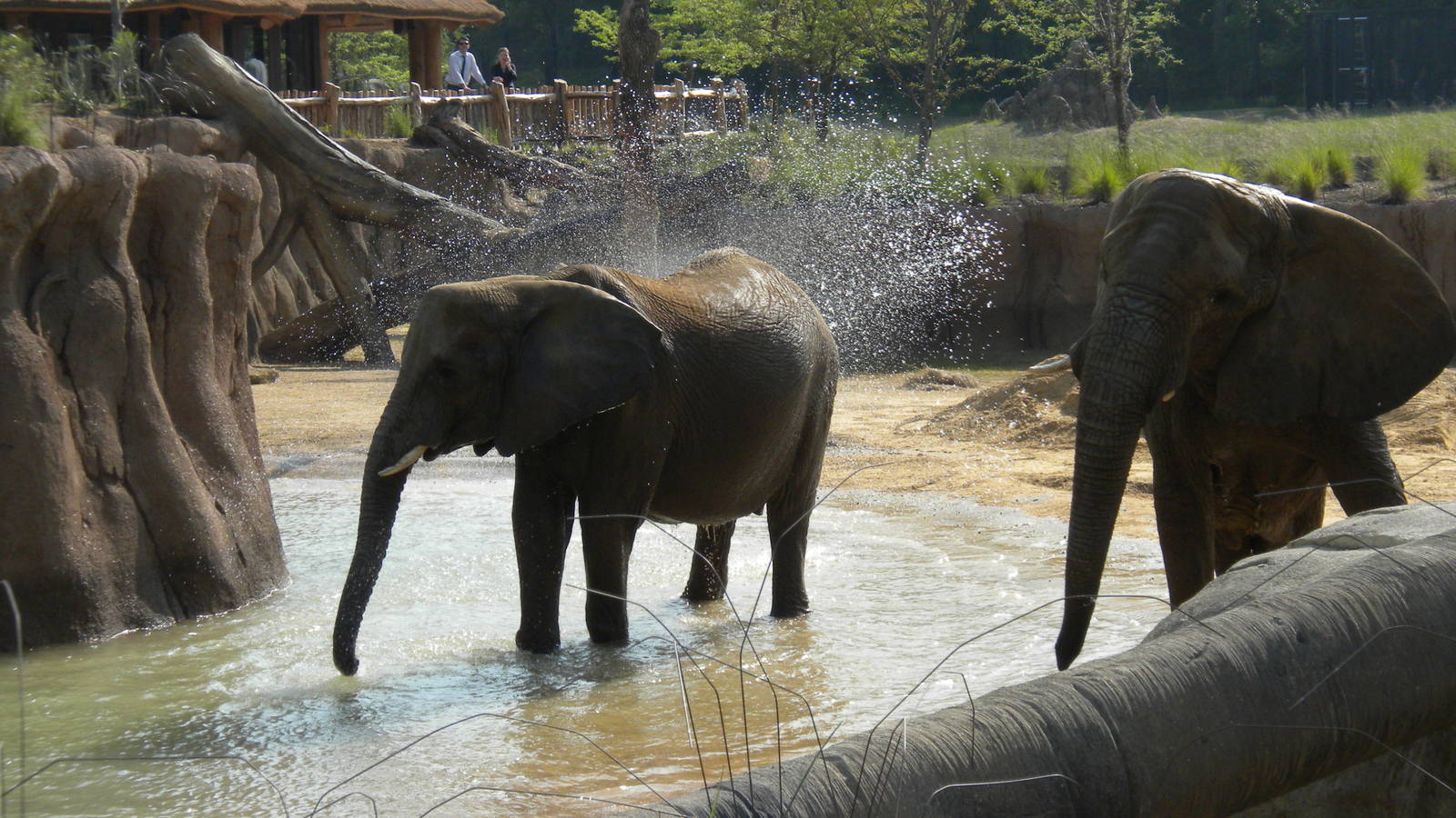 Jenny and Gypsy's first day in the Savanna
